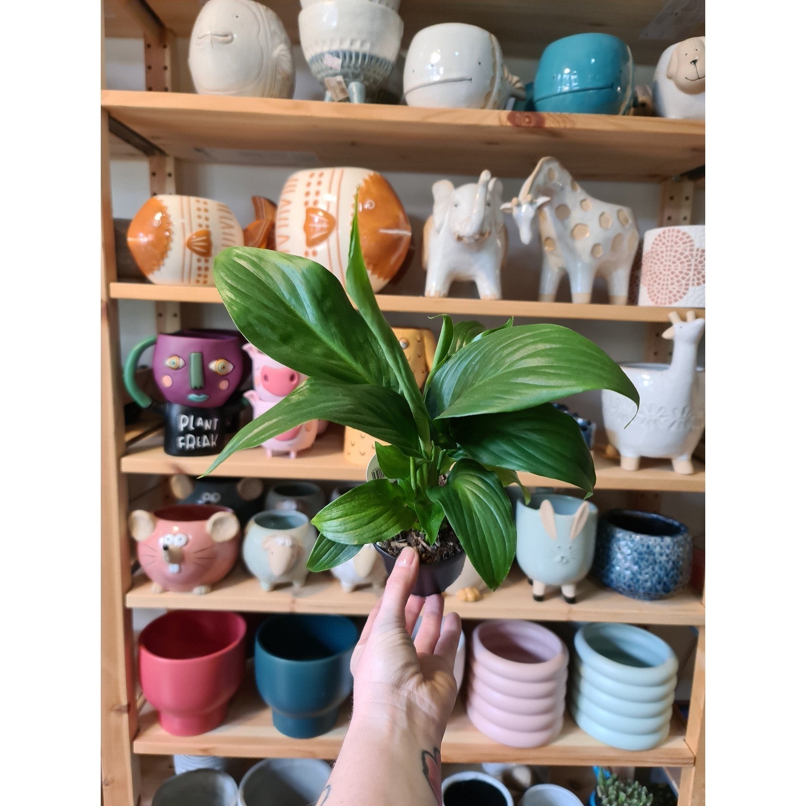 Spathiphyllum Peace Lily