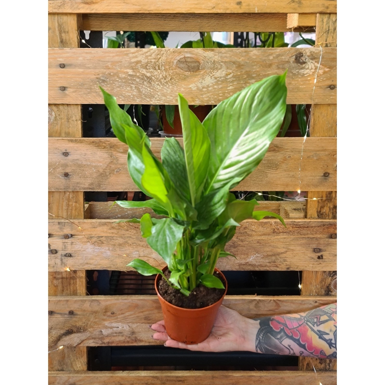 Spathiphyllum Peace Lily