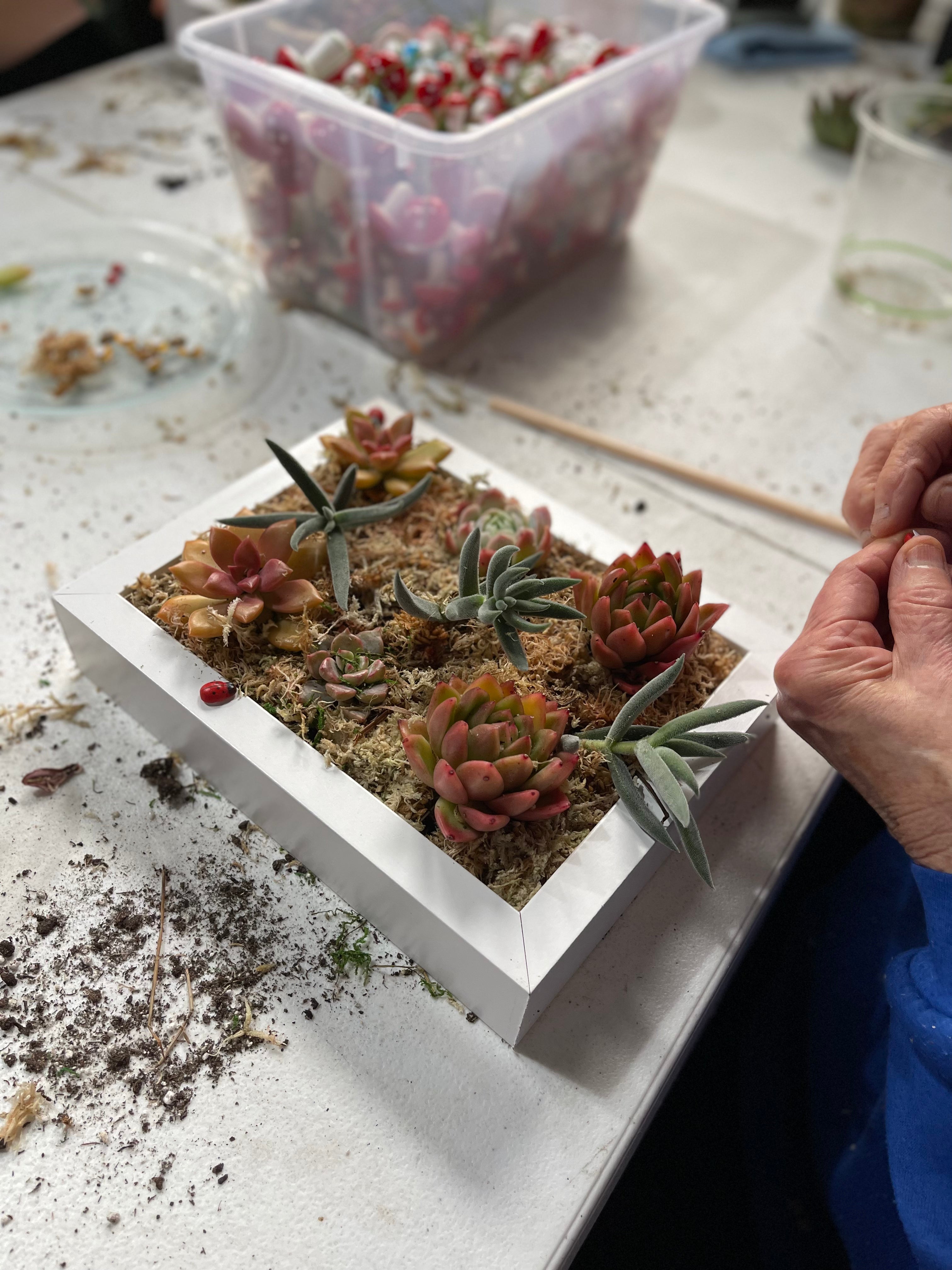 DIY Vertical Succulent Garden Kit