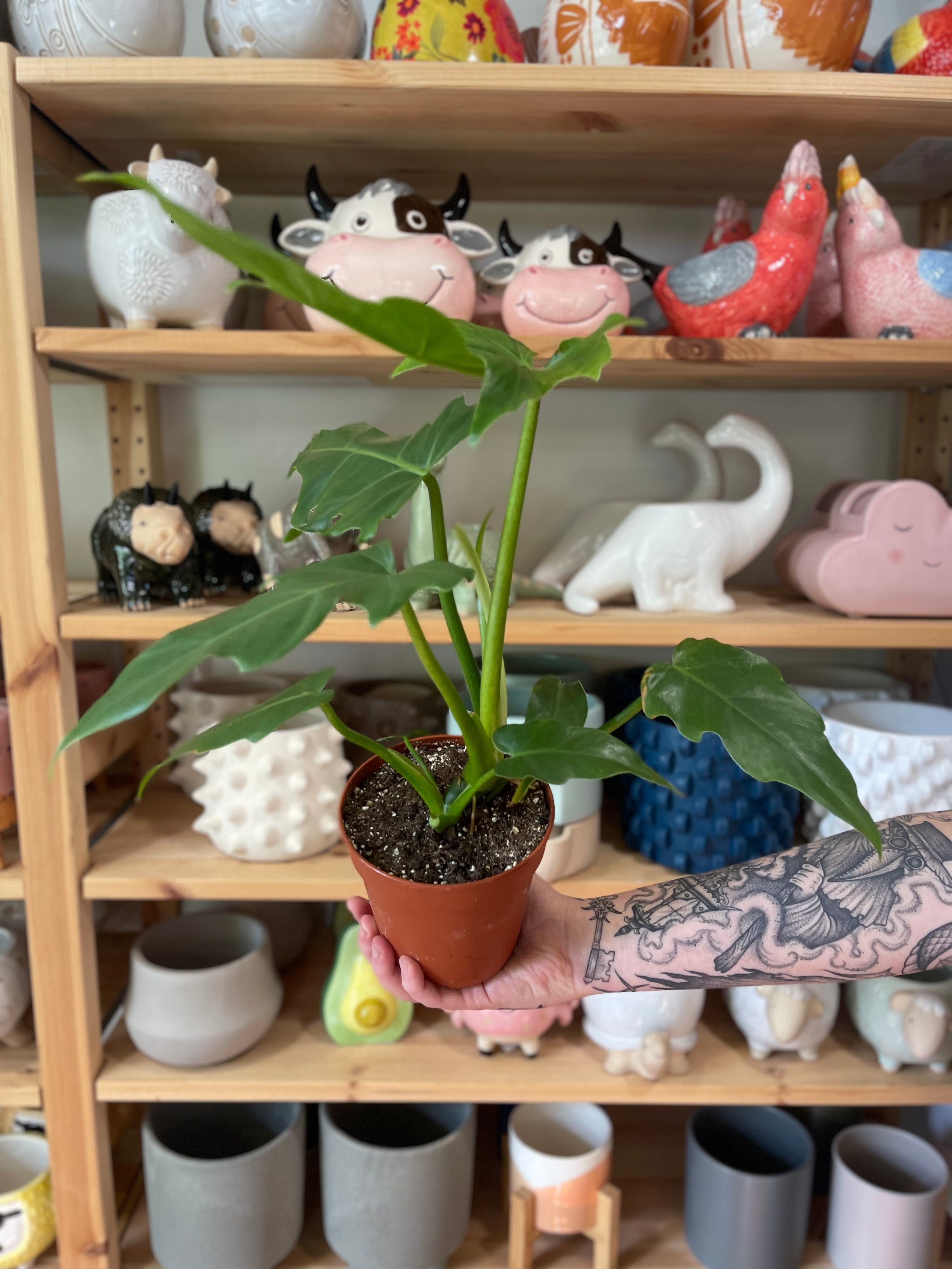 Philodendron &