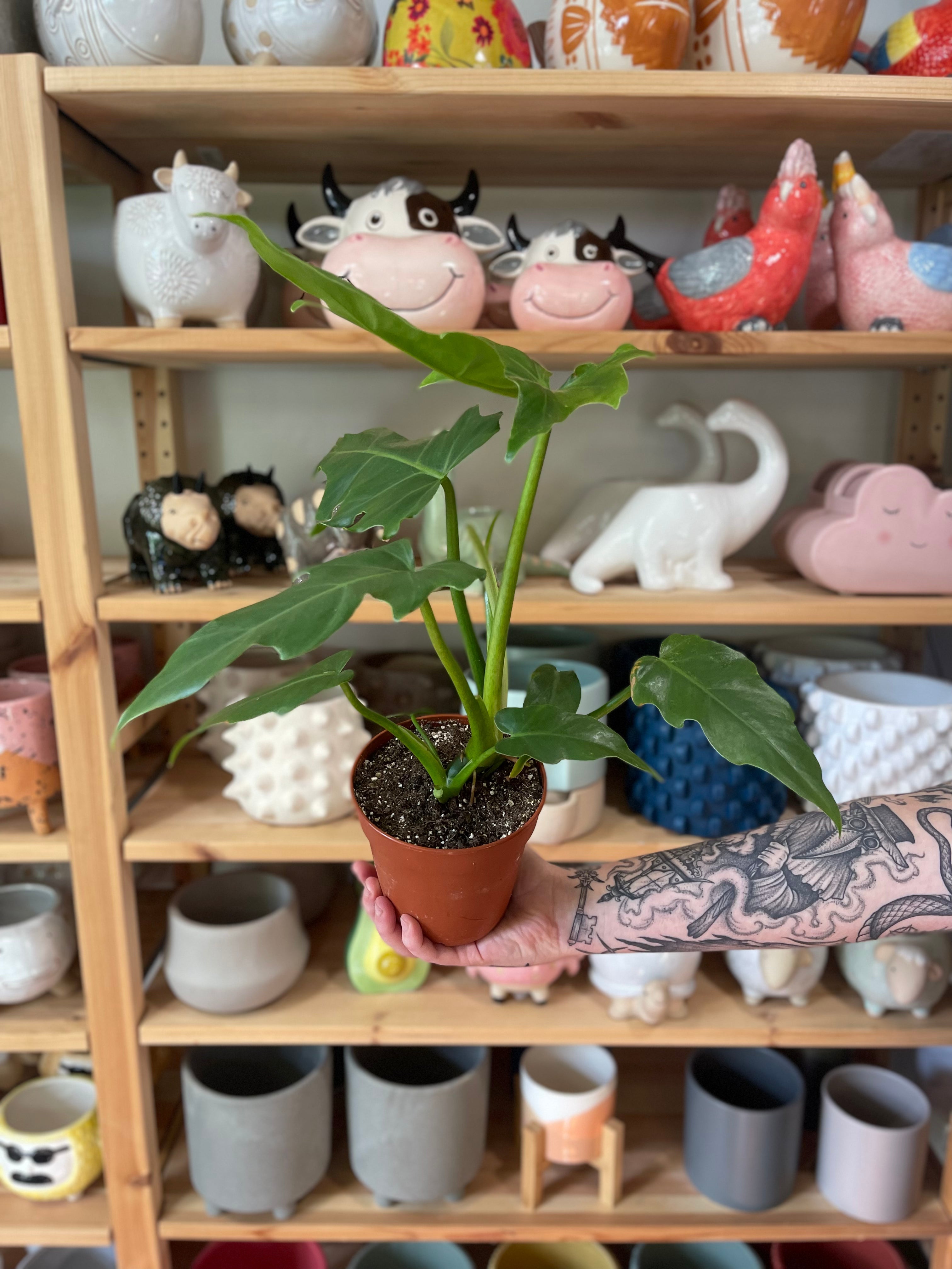 Philodendron &