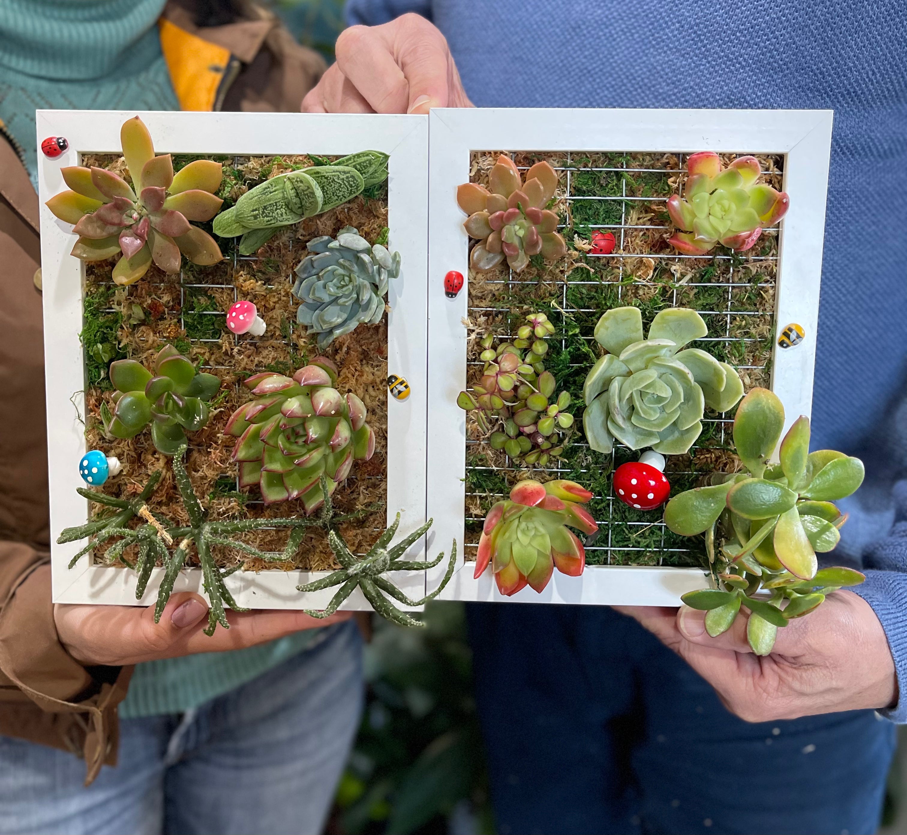 DIY Vertical Succulent Garden Kit