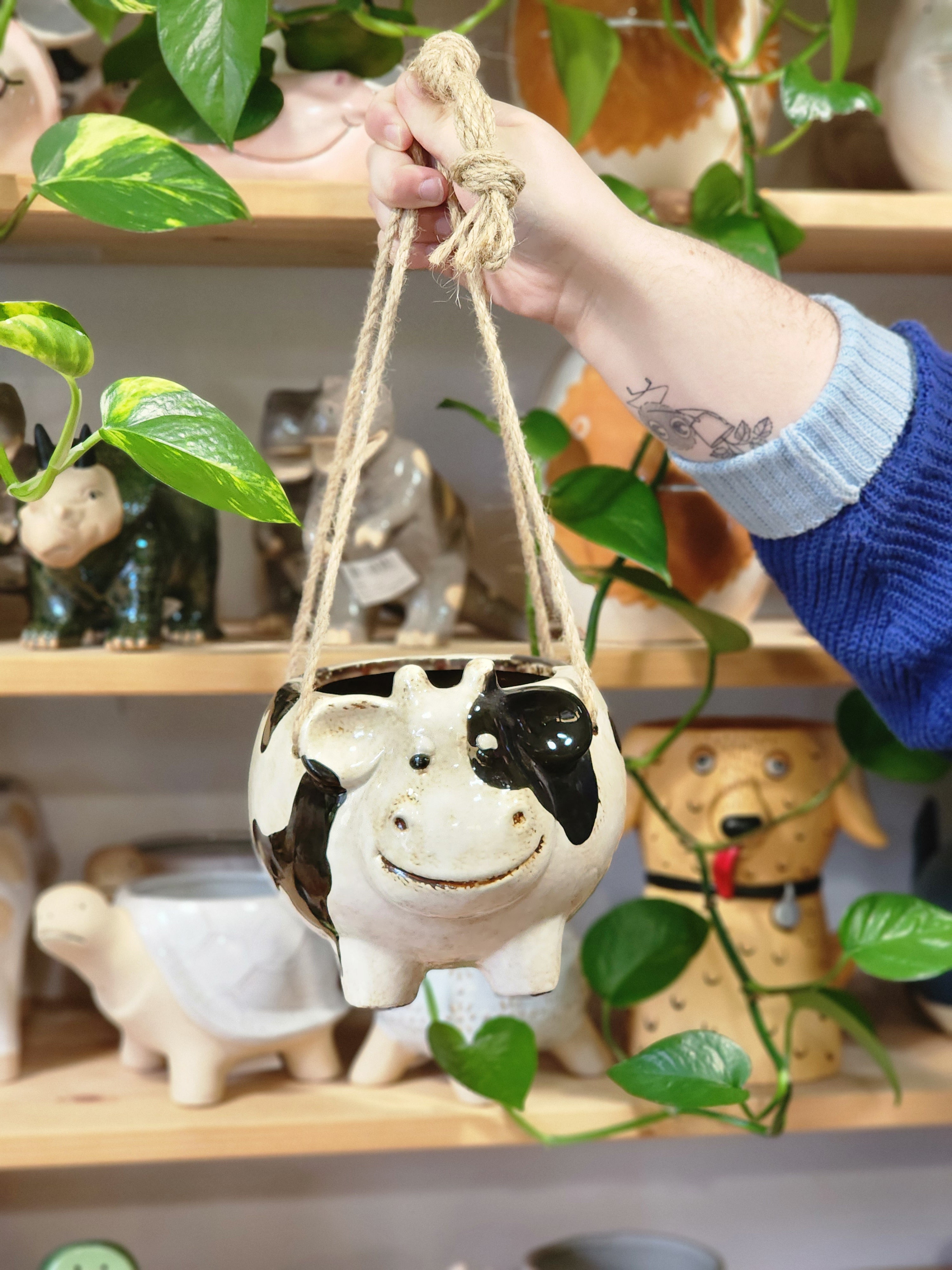Hanging Around Cow
