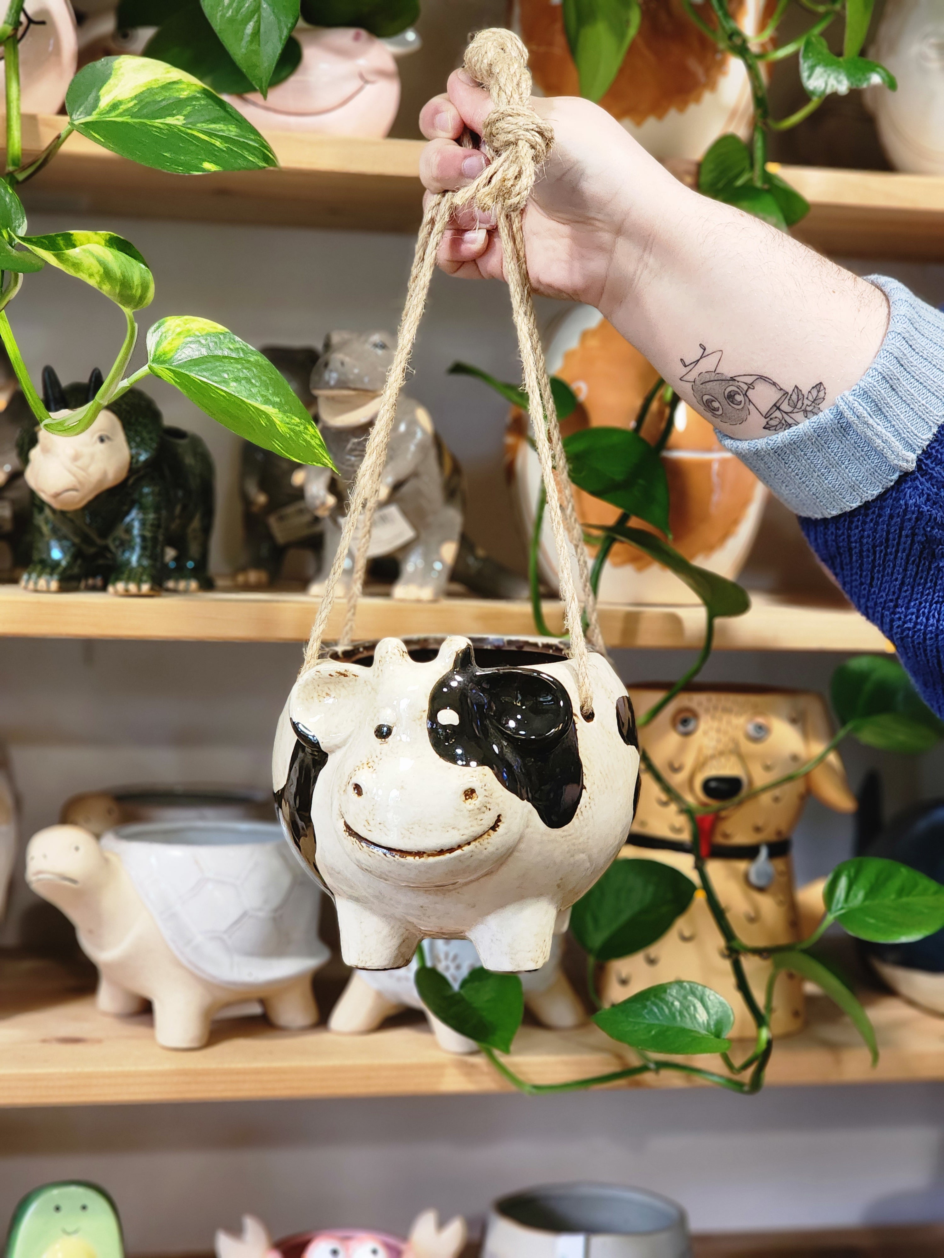 Hanging Around Cow