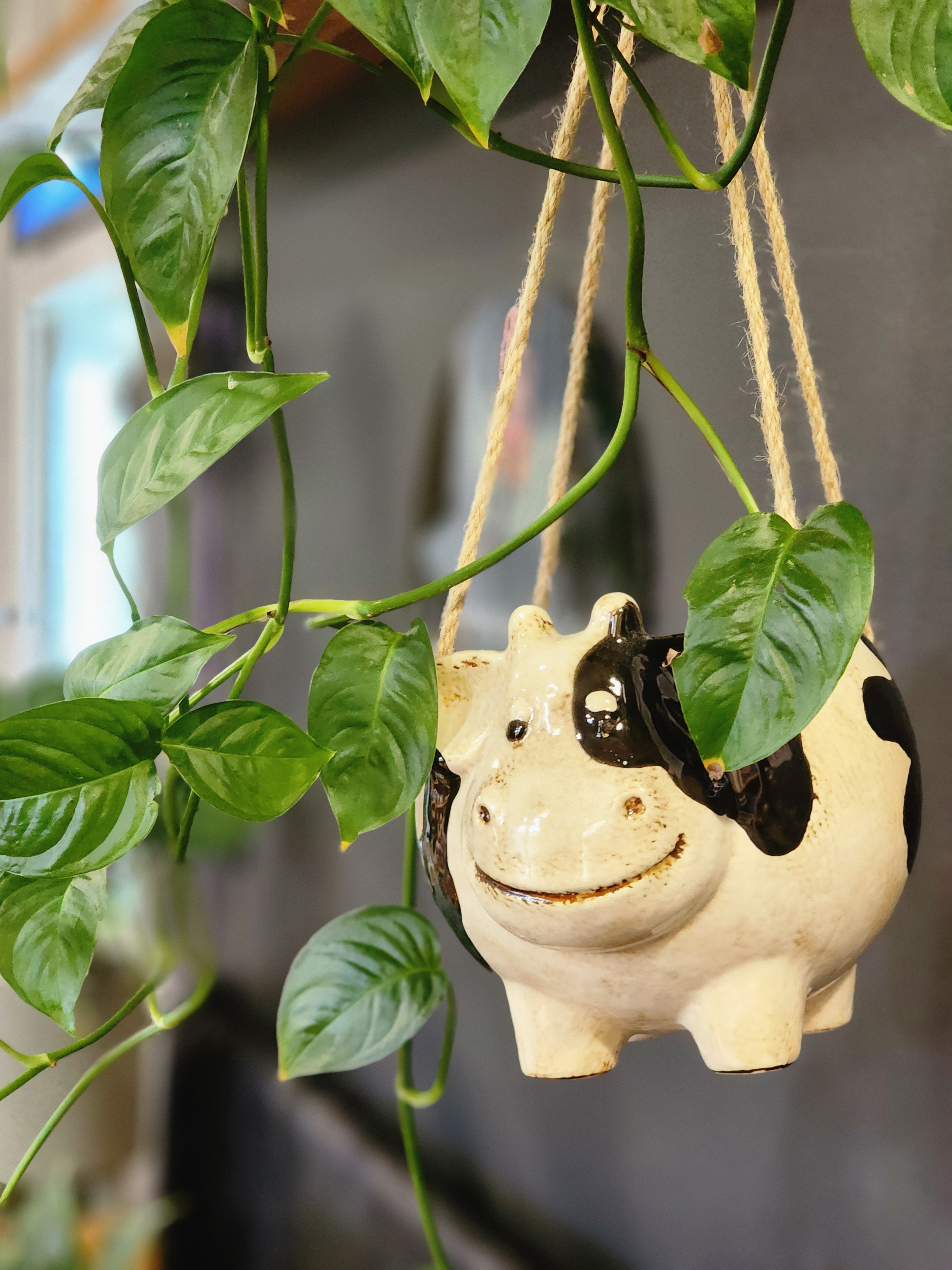 Hanging Around Cow