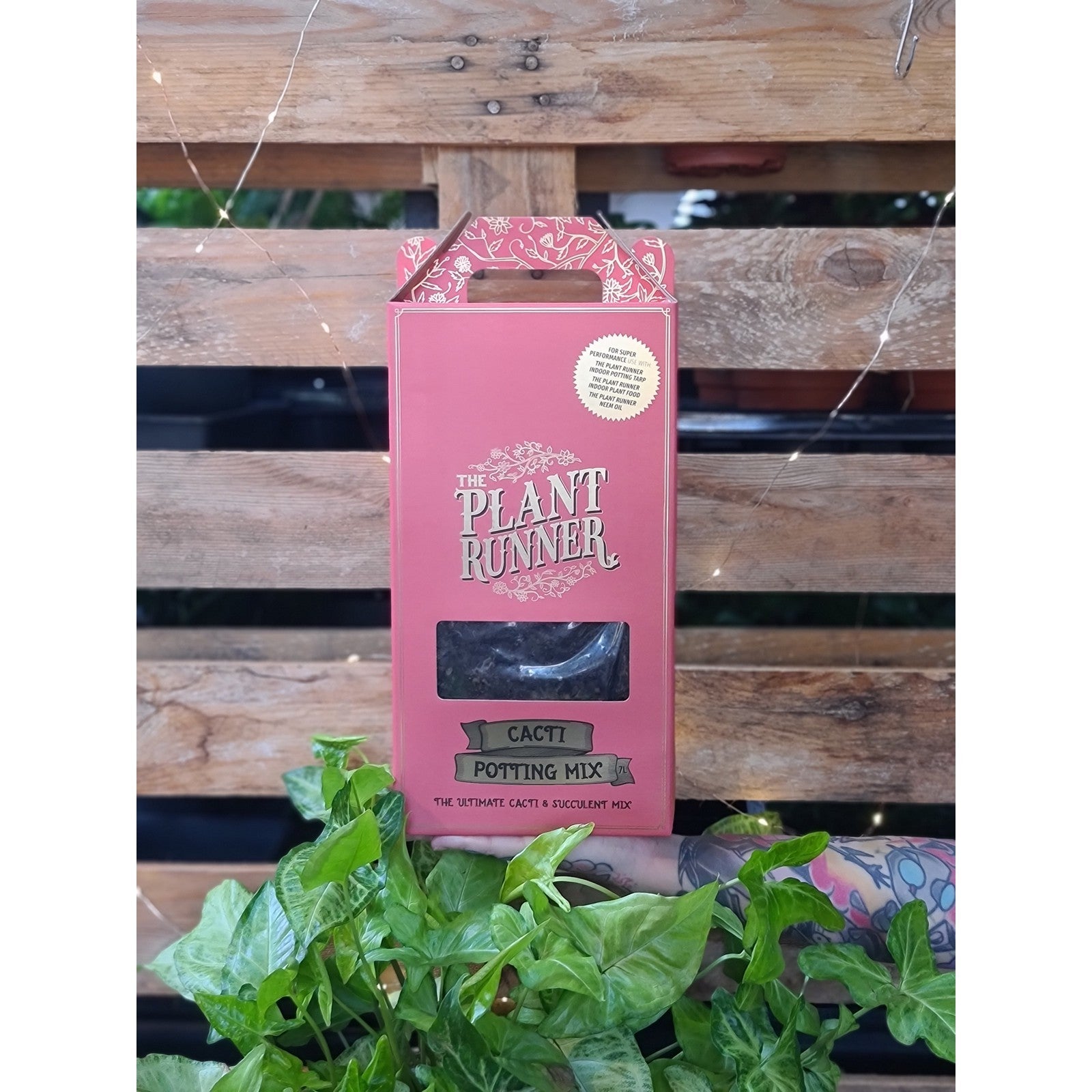 Plant Runner Succulent Mix