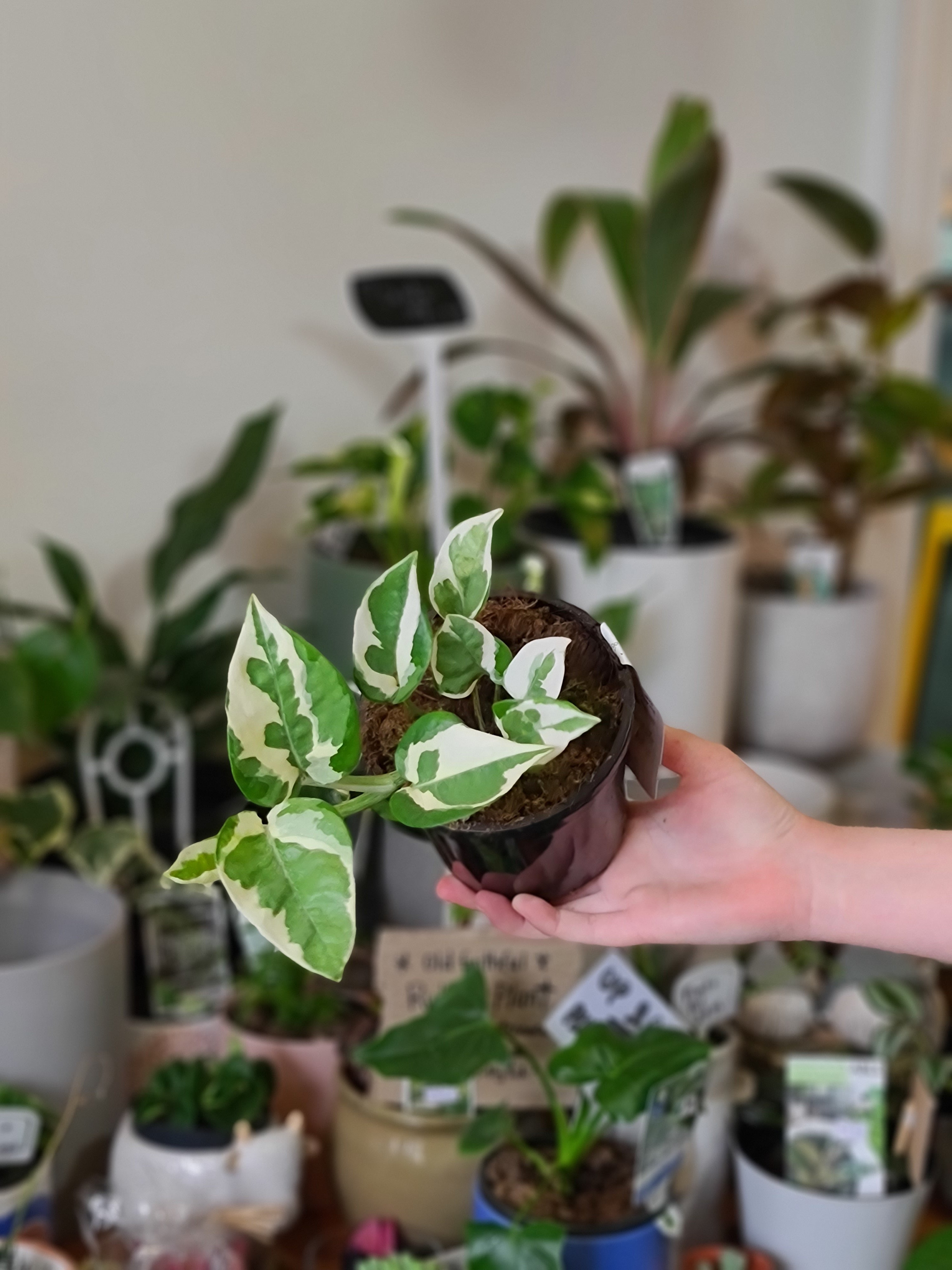 Perfect Plants For Beginner Parents
