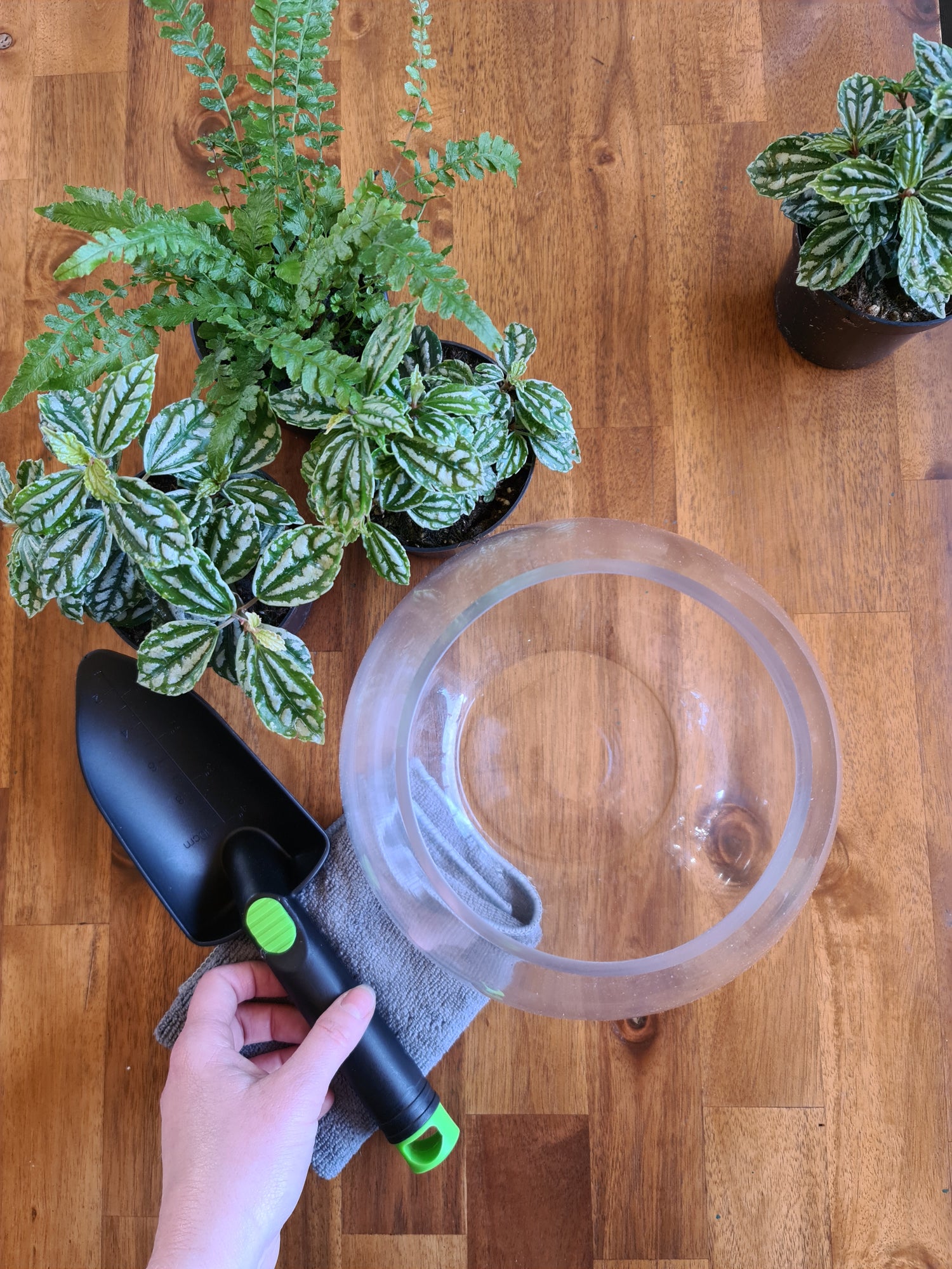 10 Things You Probably Have in Your House That You Didn’t Know Was Useful to Your Plants!