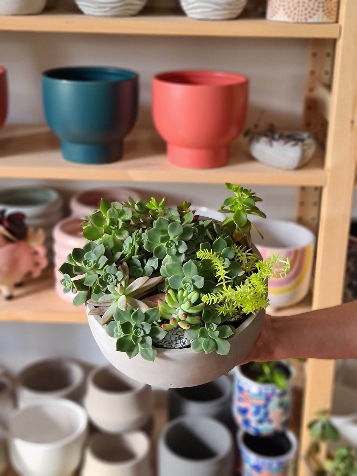 Succulent Bowl Instructions