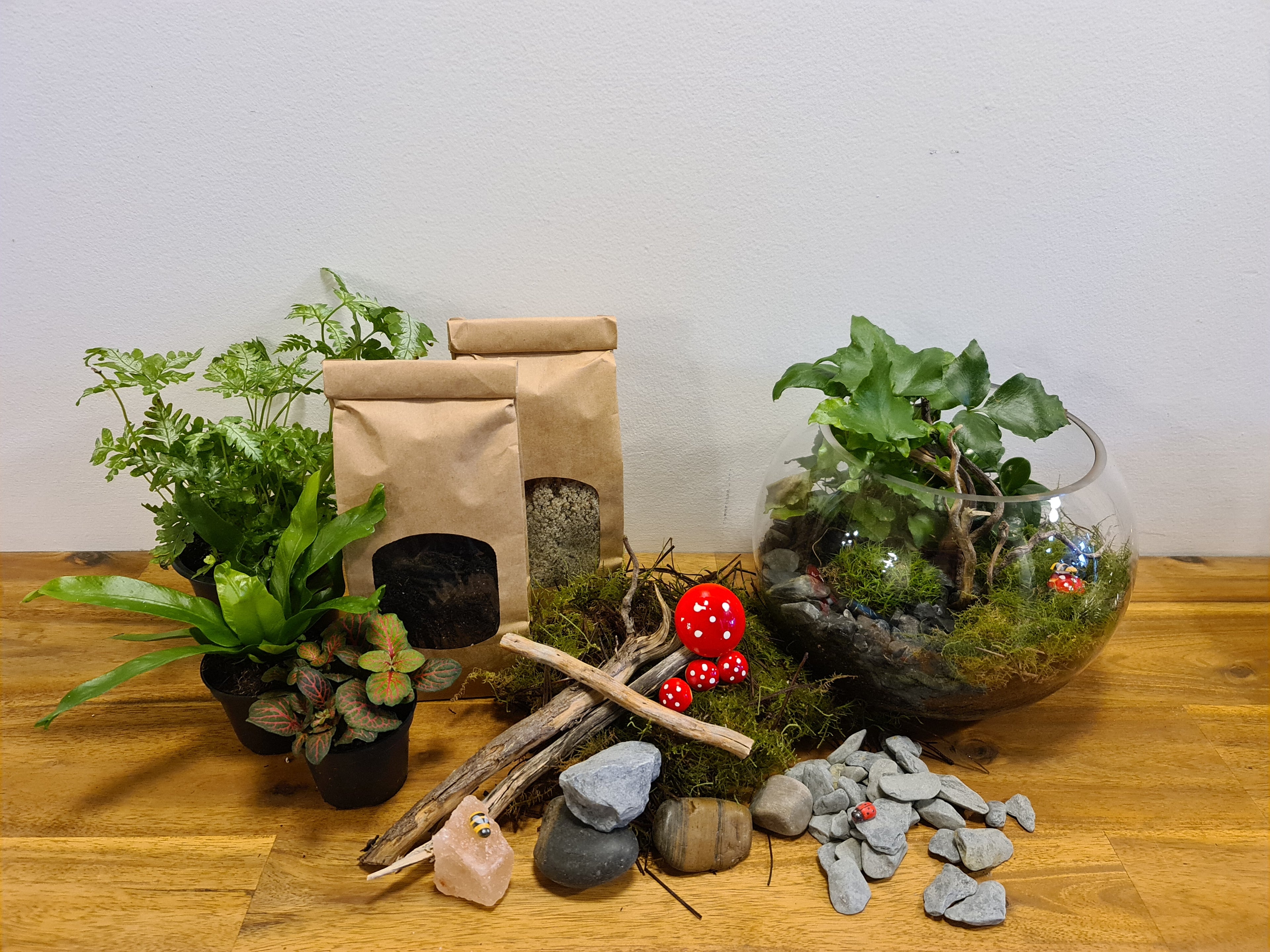 Kit diy pour terrarium 2 plantes