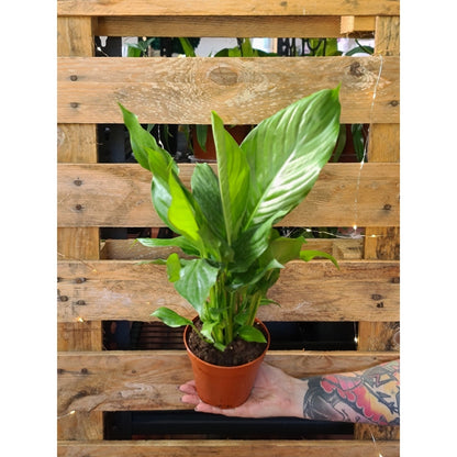 peace lily dirt Spathiphyllum Peace Lily – Talk Dirt 2 Me