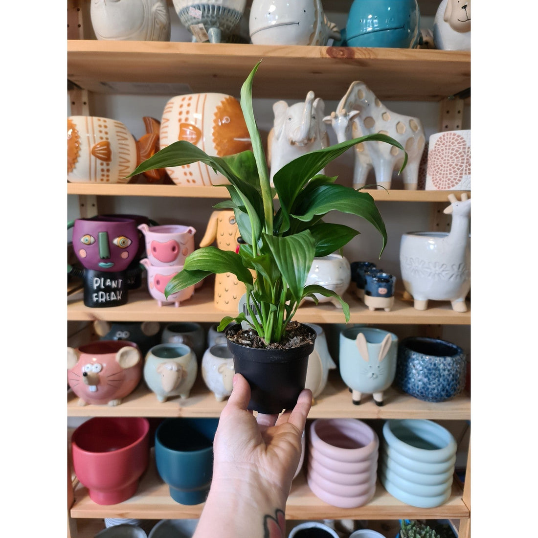Spathiphyllum Peace Lily