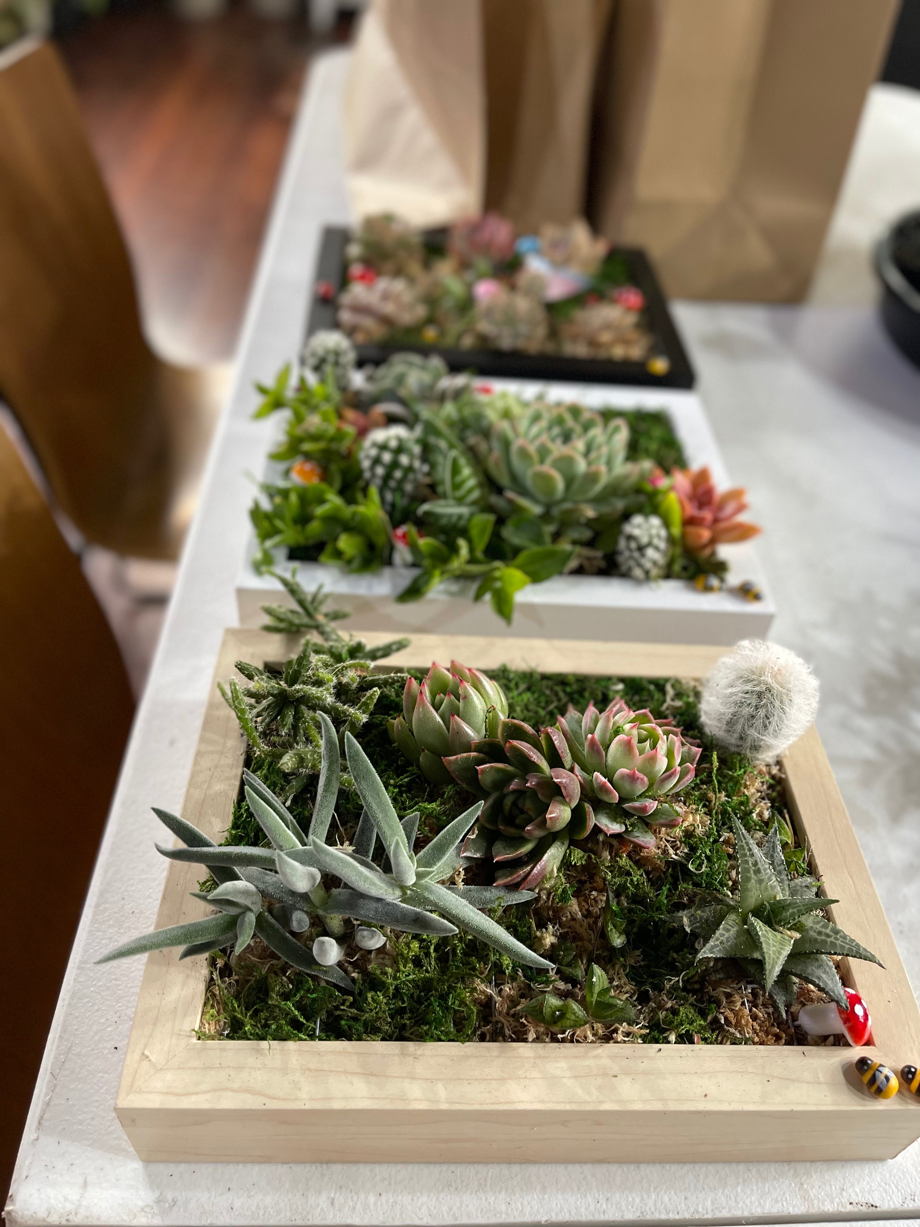 DIY Vertical Succulent Garden Kit