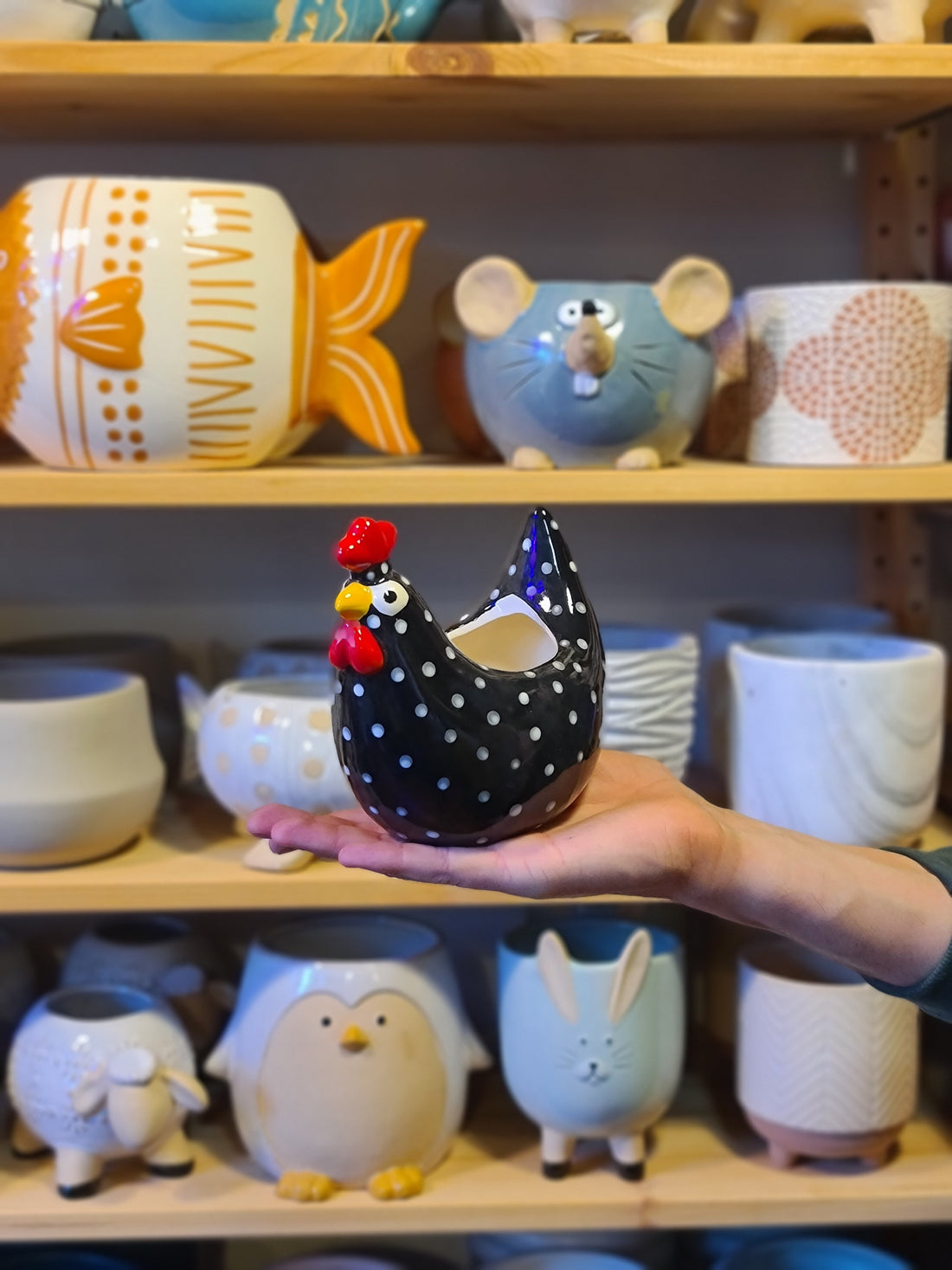 Roody Rooster