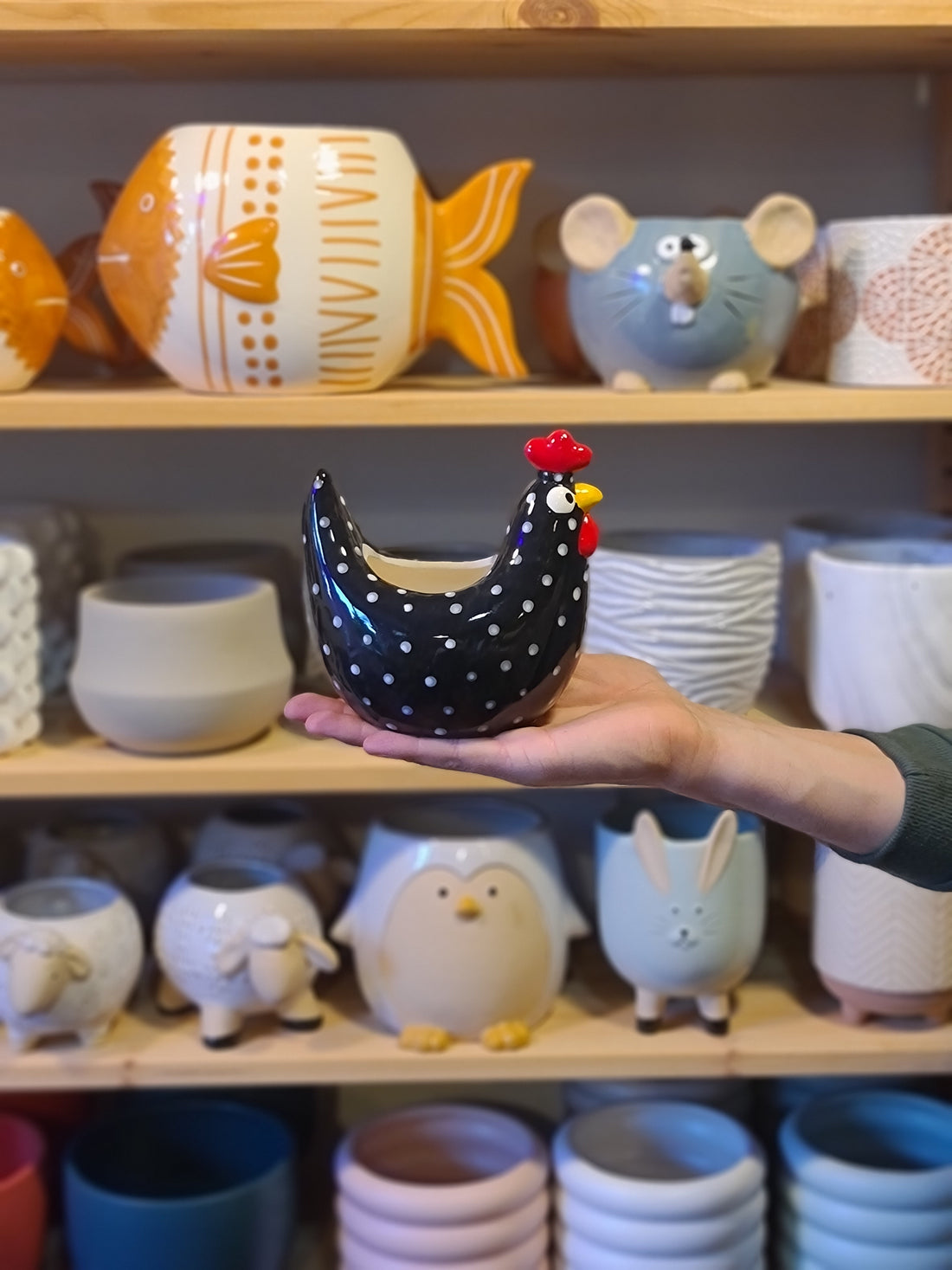 Roody Rooster