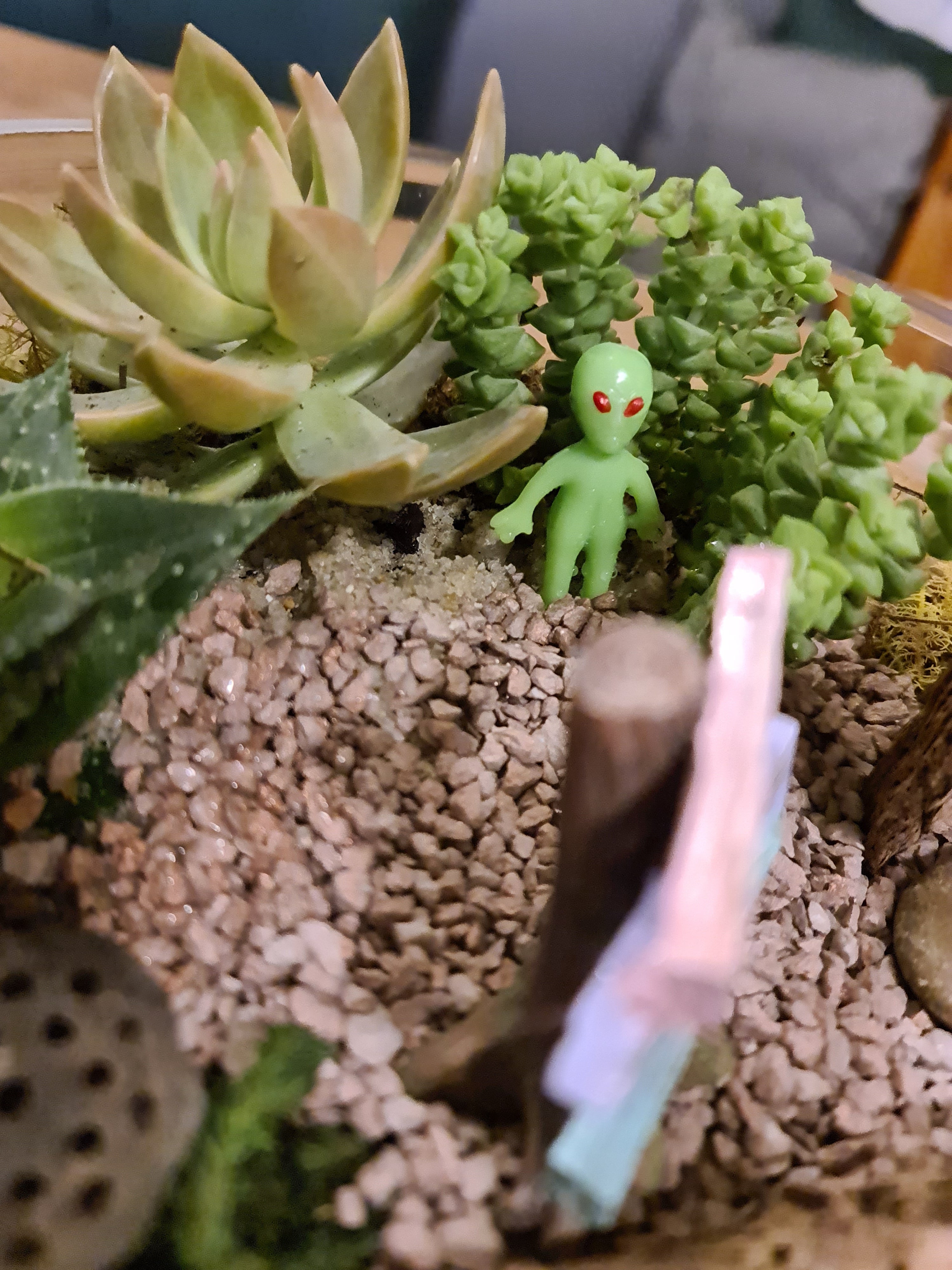 Little alien figure is in the succulent bowl when zoomed in on the contents.