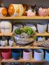An arm is holding out a low clear glass bowl with succulents, stone and plants set up in a nice arrangement.