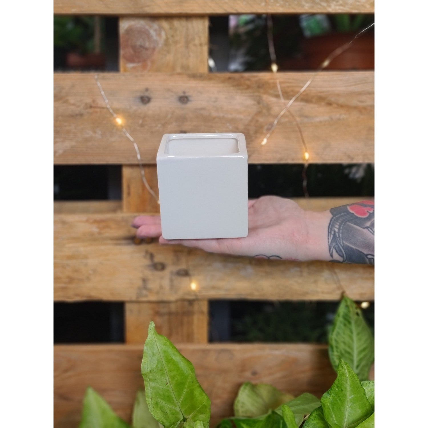 Bondi Succulent Cube