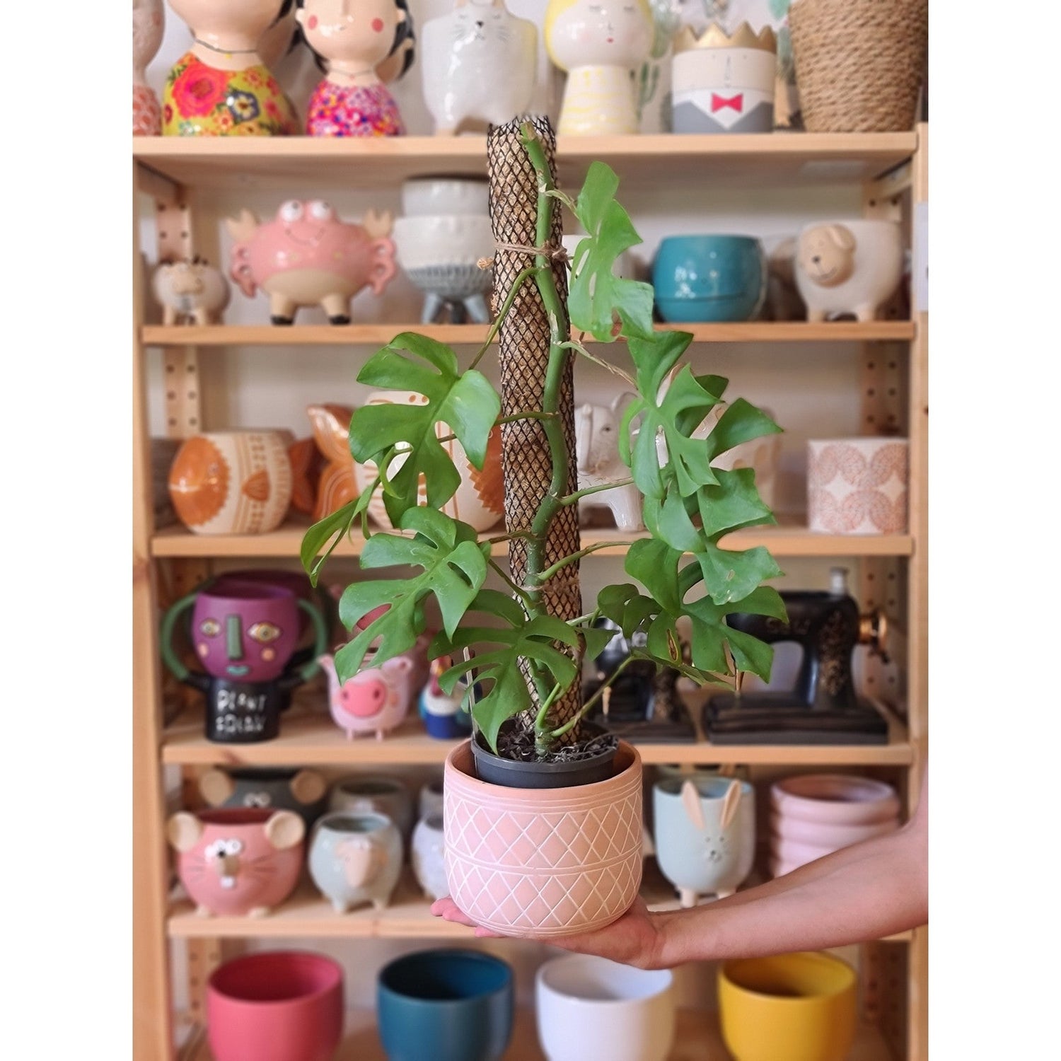 moss pole kit DIY KIT