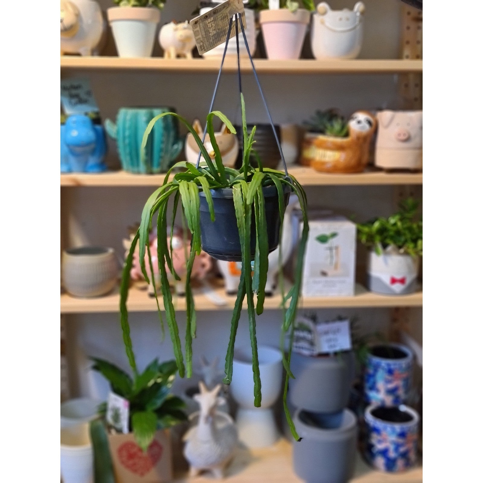 Hanging Basket Rhipsalis