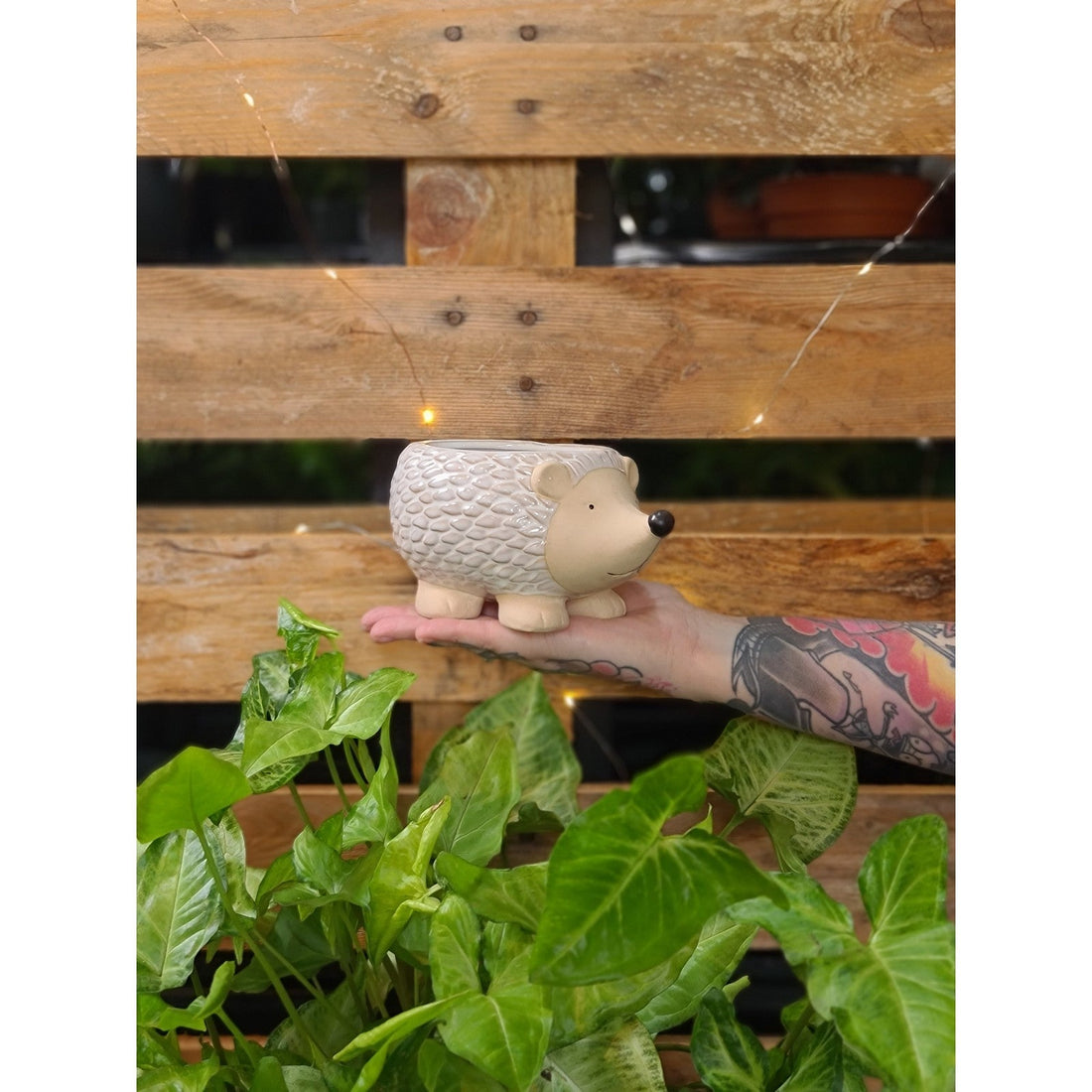Harvey Hedgehog