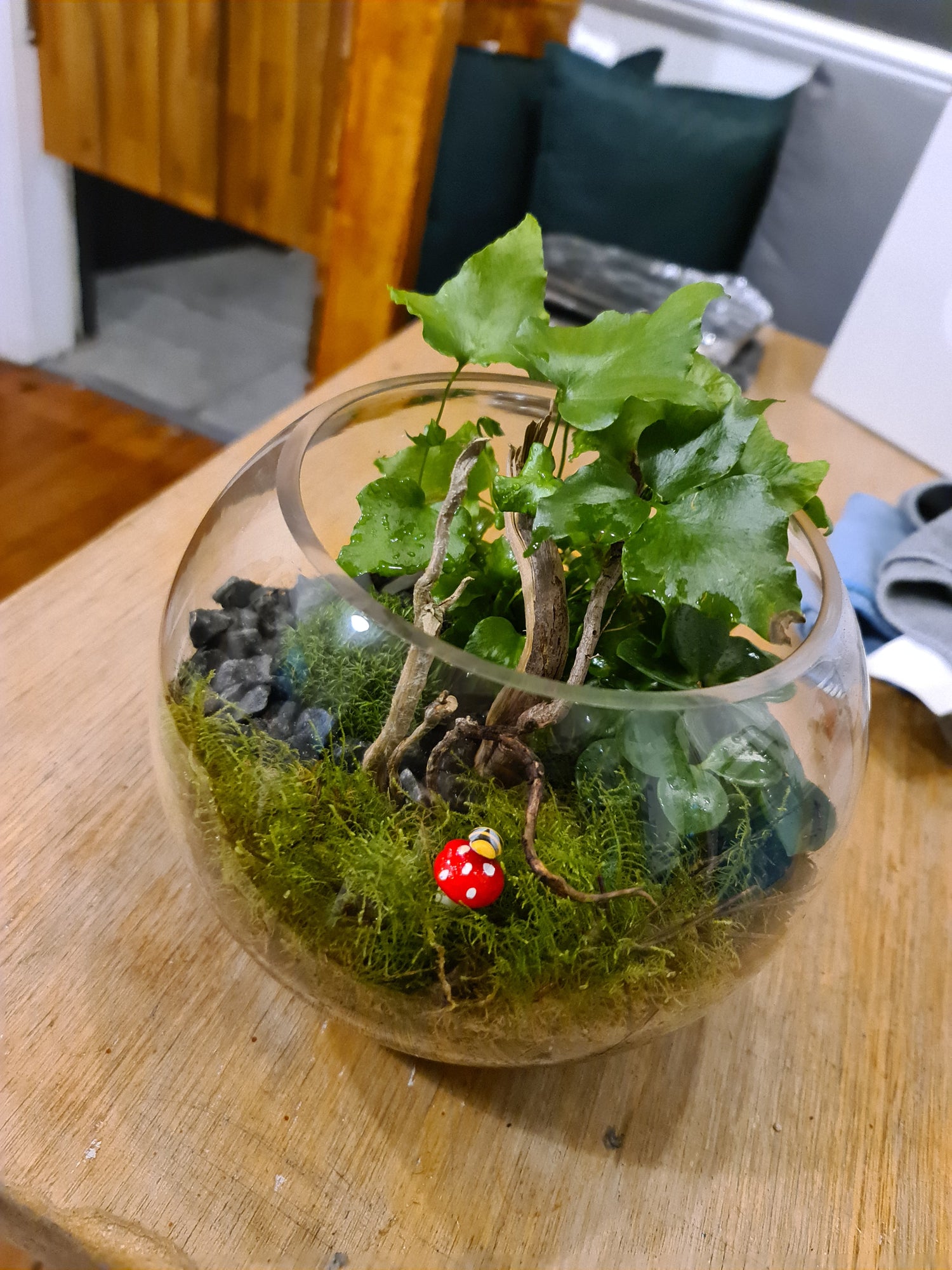 DIY Terrarium Kit - Choose Your Own Adventure