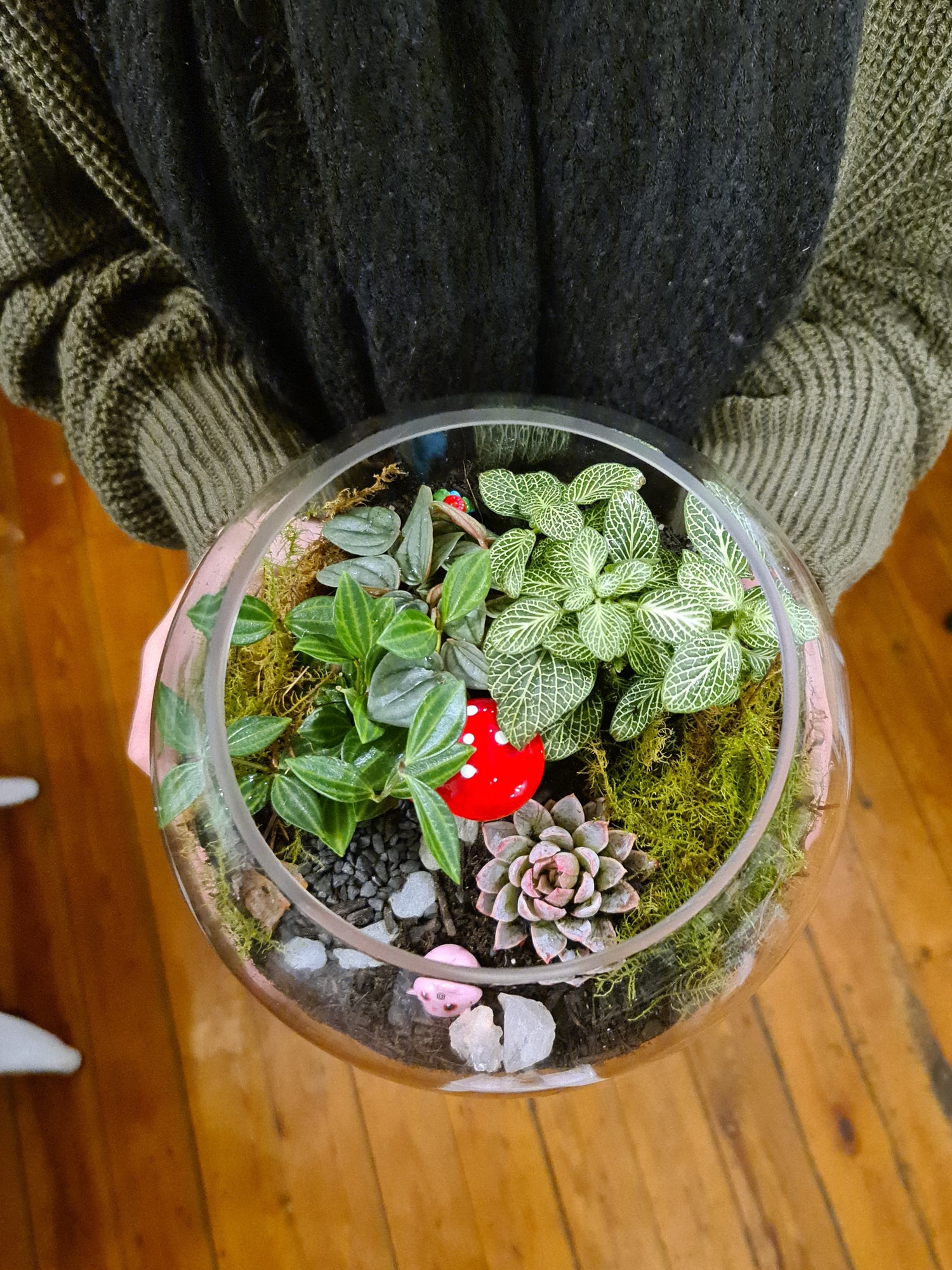 DIY Terrarium Kit - Choose Your Own Adventure