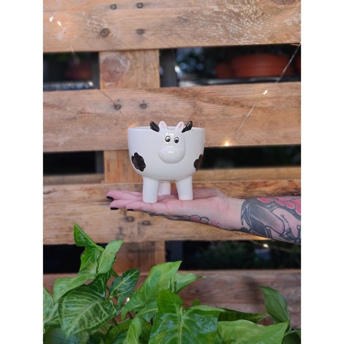 Little Moo