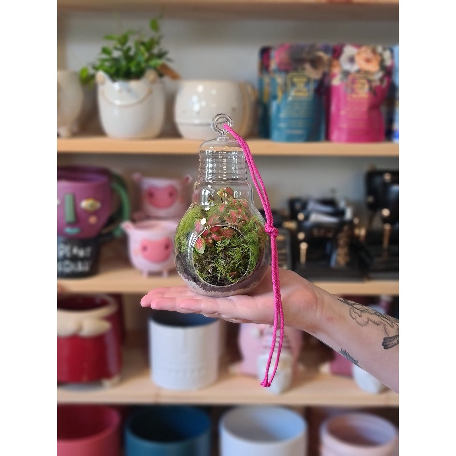 Mini DIY Terrarium Kit