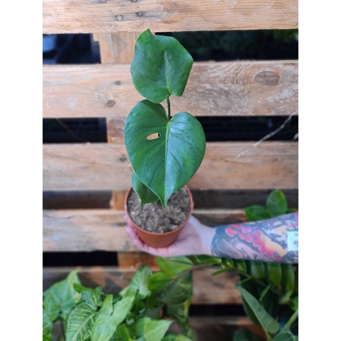 Monstera Deliciosa