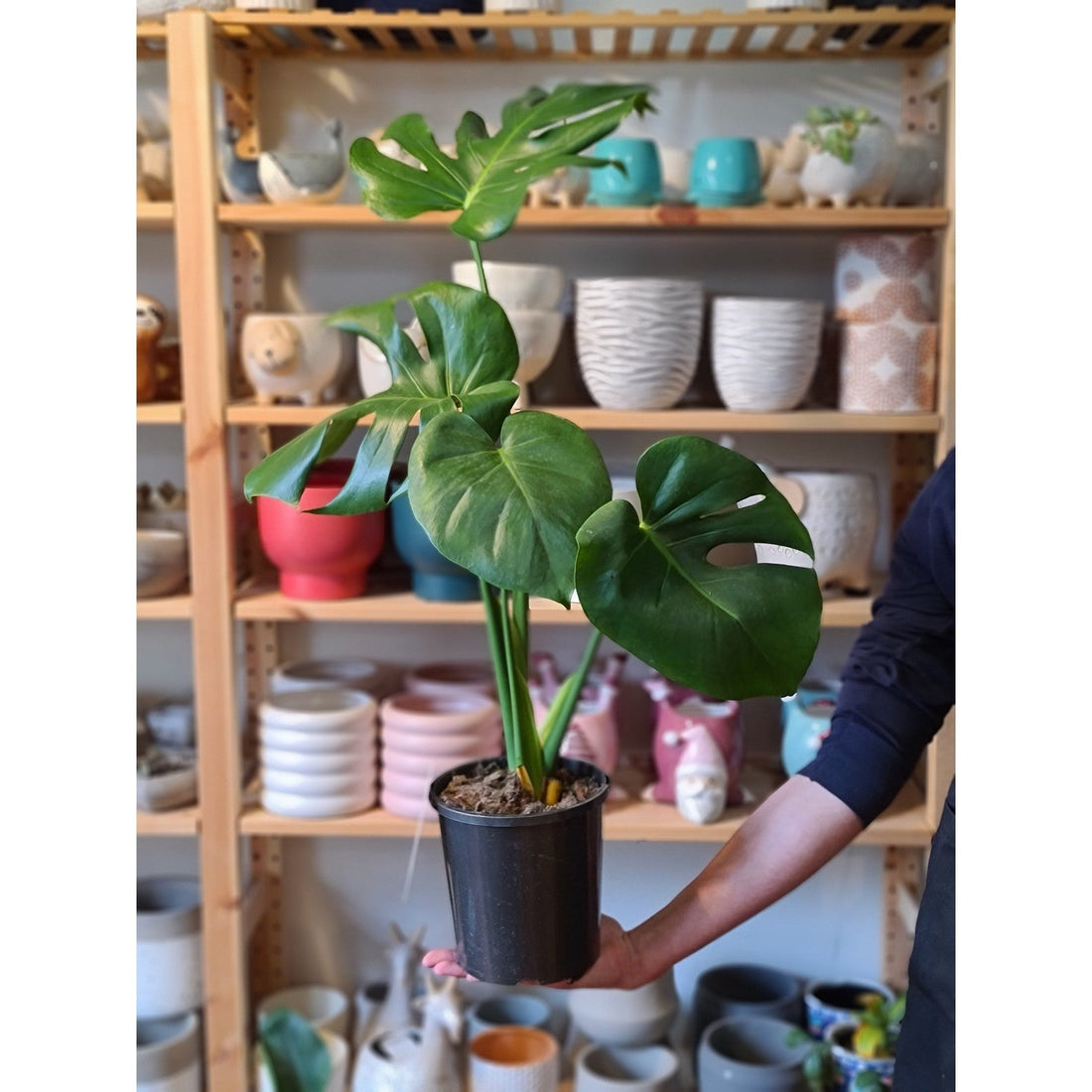 Monstera Deliciosa