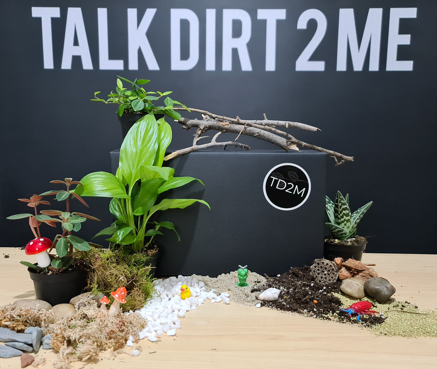 DIY Terrarium Kit - Natural Kit &amp; 4 Indoor Plants (No Glass Bowl)