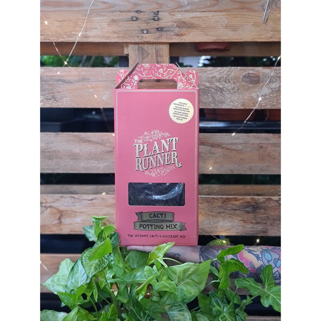 Plant Runner Succulent Mix