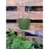 Regal Plastic Planter Pot