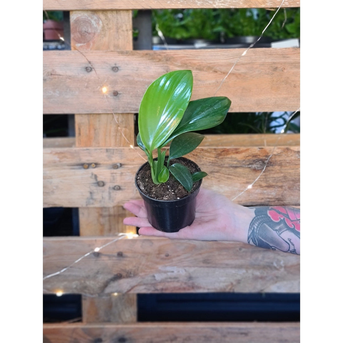 Rhaphidophora Decursiva Dragon Tail