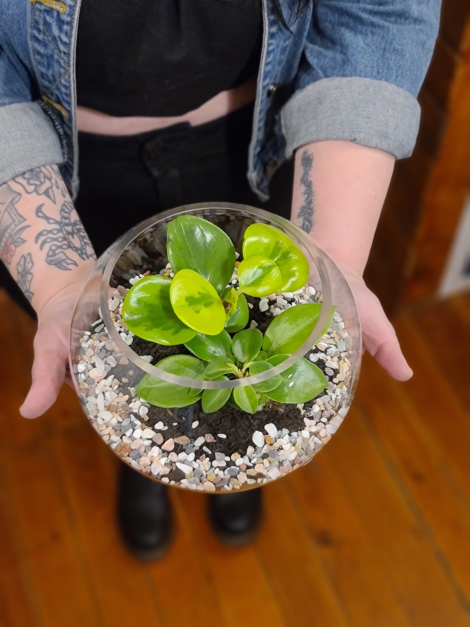 DIY Terrarium Kit - Choose Your Own Adventure