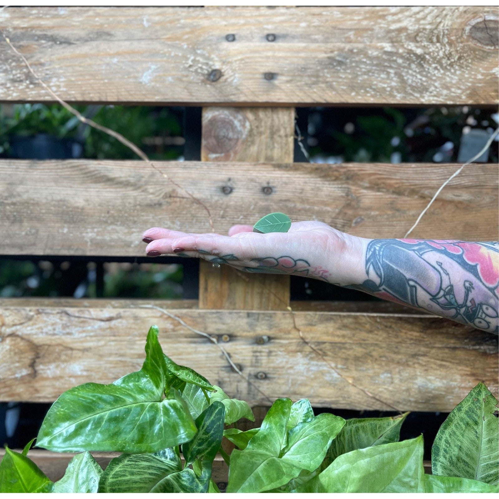 Wall Vine Holders