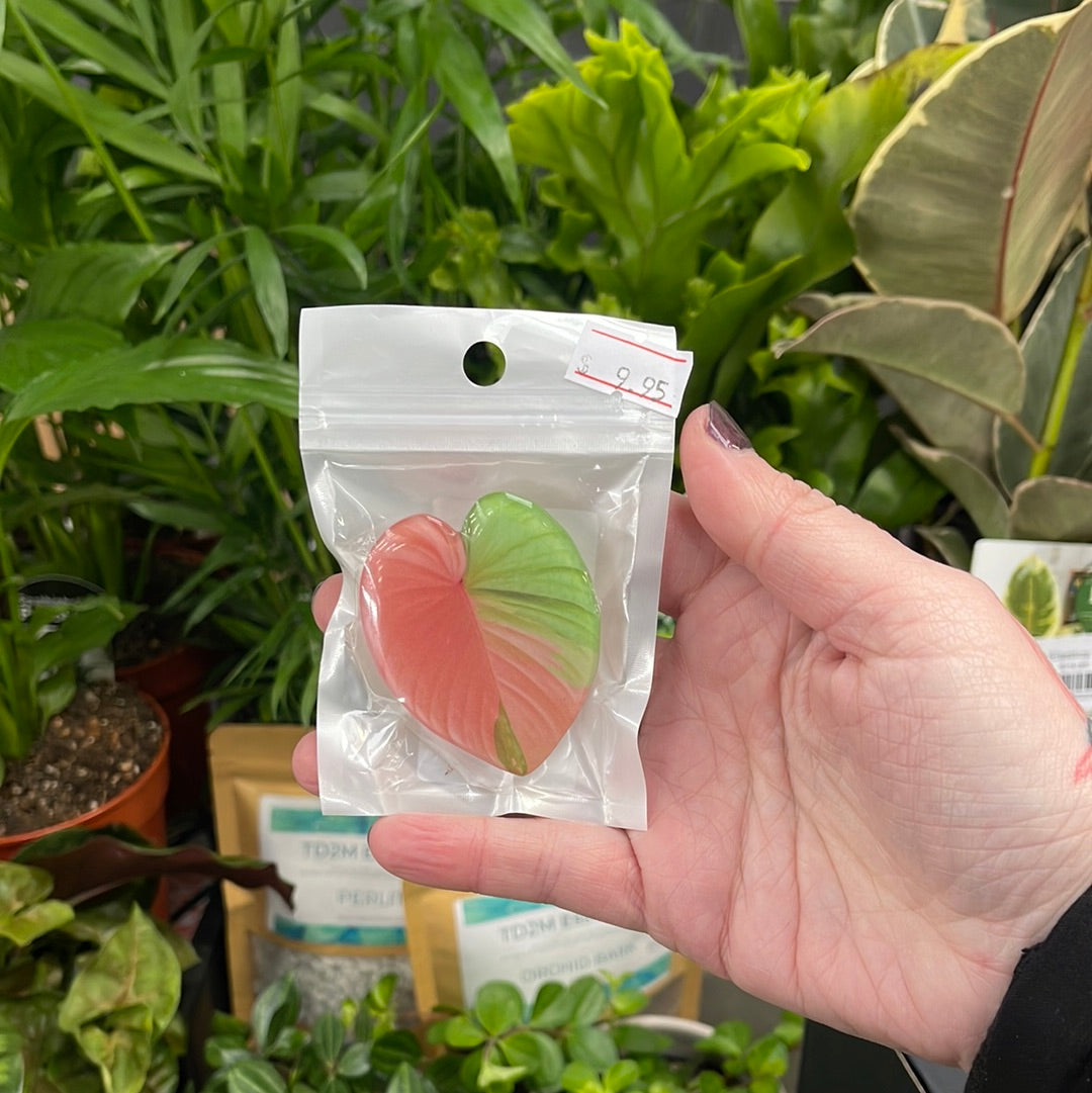 Planty Phone Pop Socket