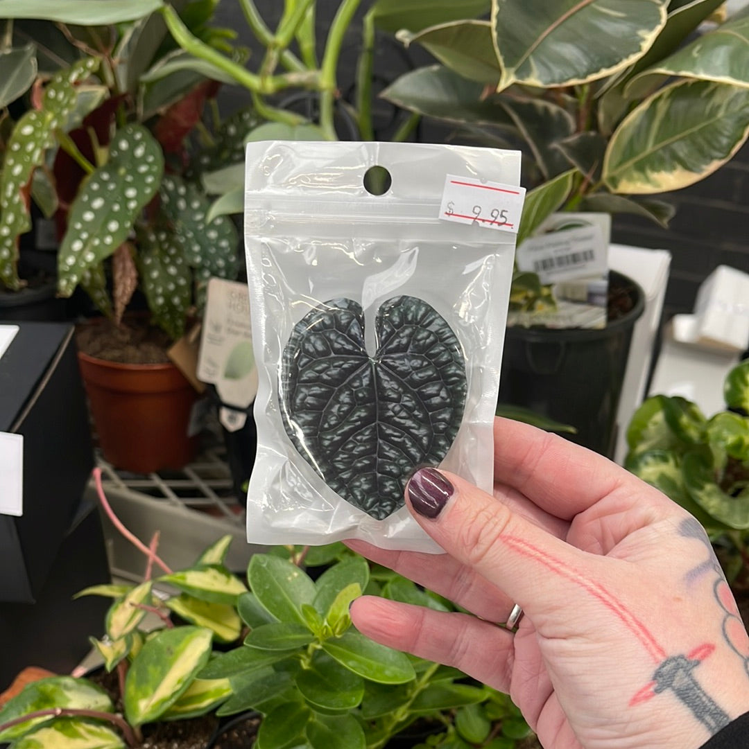 Planty Phone Pop Socket