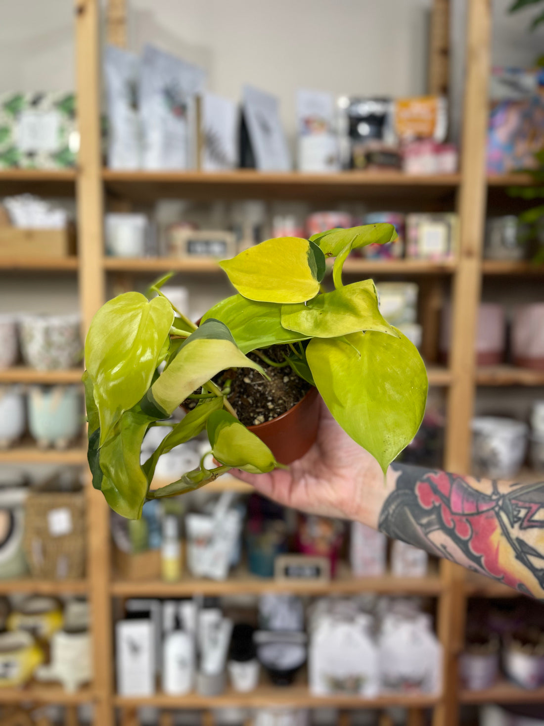 Philodendron Brasil